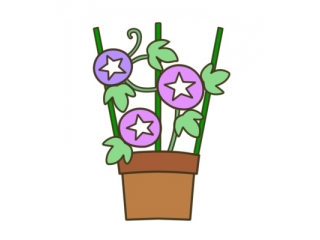 🌻夏の花🌻